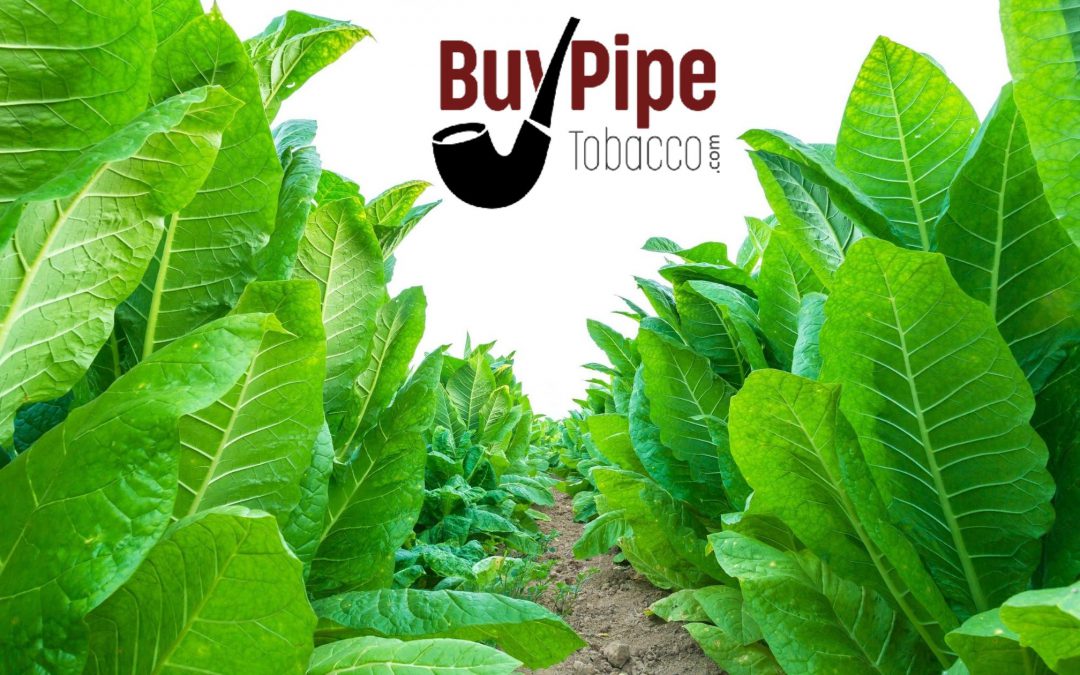 The Top 10 Most Affordable RYO Pipe Tobacco Brands