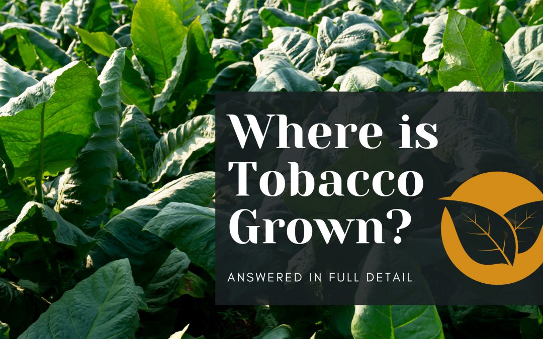 From Seed to Smoke: The Global Journey of Tobacco