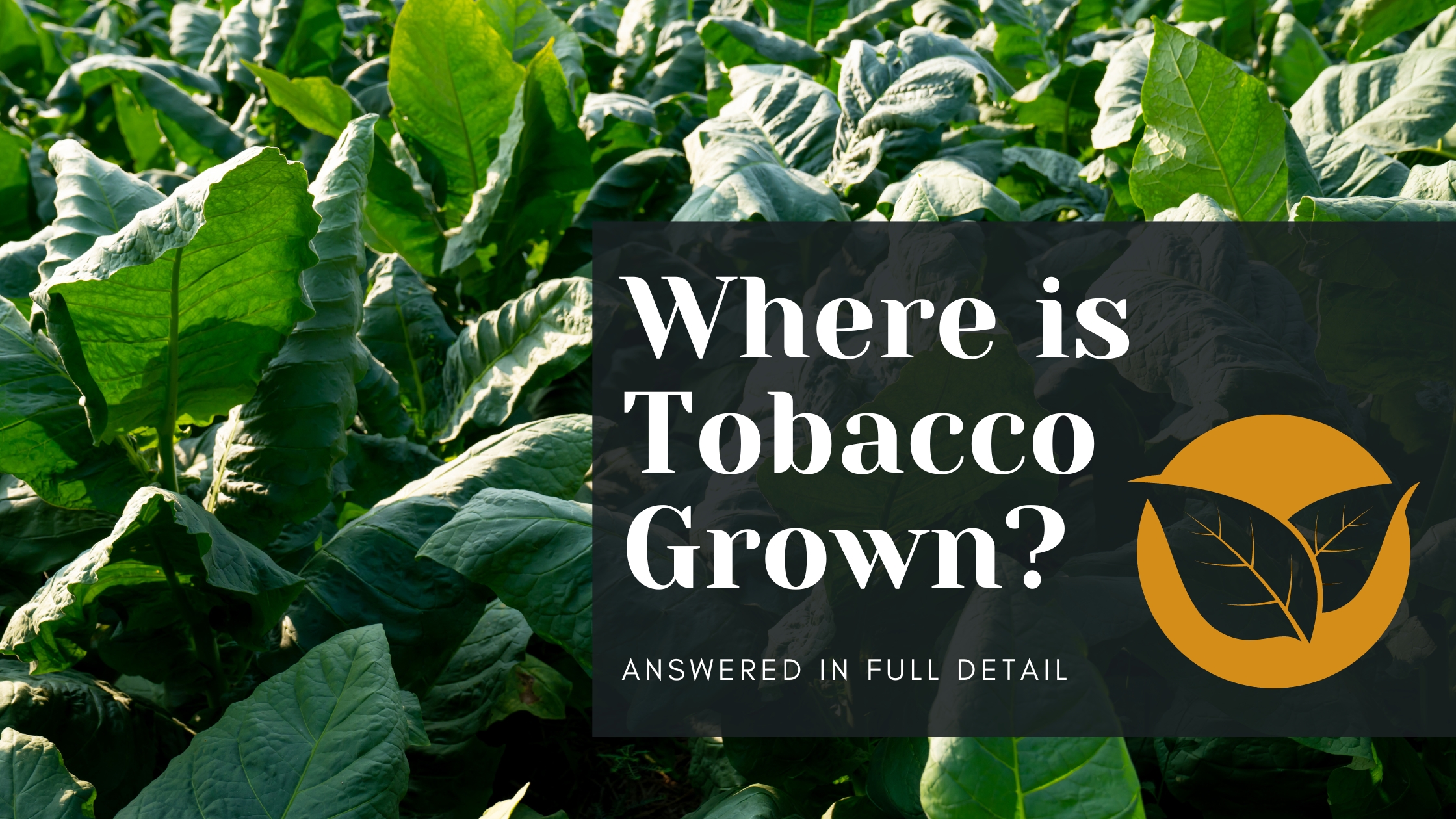 From Seed to Smoke: The Global Journey of Tobacco
