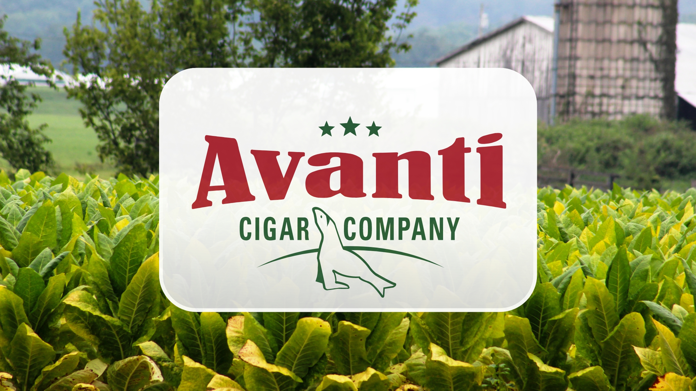 Discover Avanti Cigars Now and Save Money
