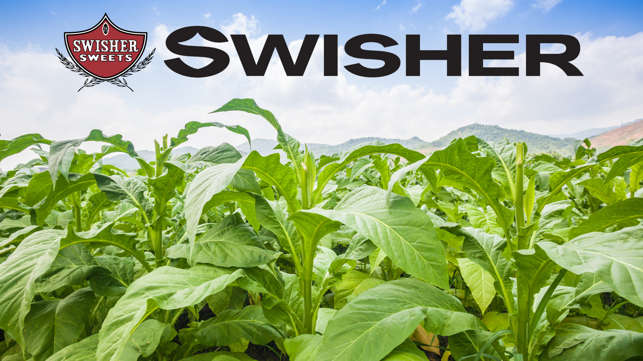 The Top 10 Questions About Swisher Sweets Answered